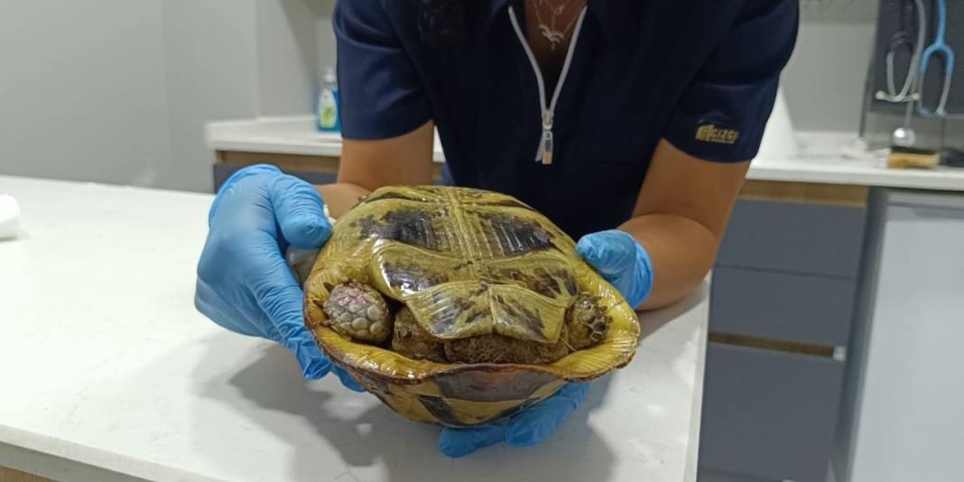 Yangından kurtarılan kaplumbağa hala travmada: 'Kafasını çıkarmıyor' 2